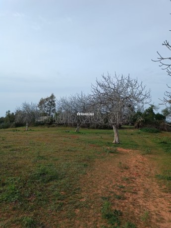 vente-de-terrain-a-asilah-big-19