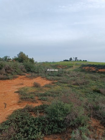 vente-de-terrain-a-asilah-big-4