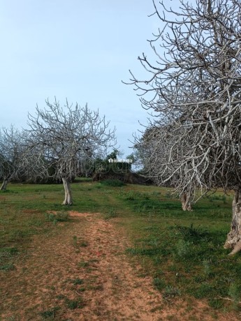 vente-de-terrain-a-asilah-big-6