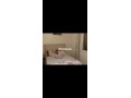 appartement-pour-celibataires-ou-familles-small-3