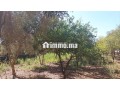 ferme-titre-2200m2-kamouni-small-3