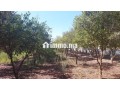 ferme-titre-2200m2-kamouni-small-4