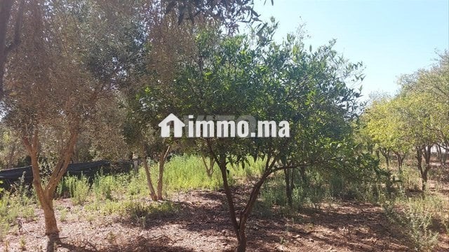 ferme-titre-2200m2-kamouni-big-3