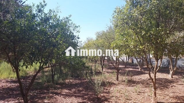 ferme-titre-2200m2-kamouni-big-4