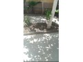 grande-villa-en-centre-ville-de-tanger-small-0
