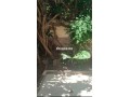 grande-villa-en-centre-ville-de-tanger-small-1