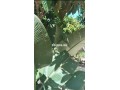 grande-villa-en-centre-ville-de-tanger-small-2