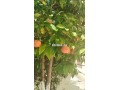 grande-villa-en-centre-ville-de-tanger-small-4