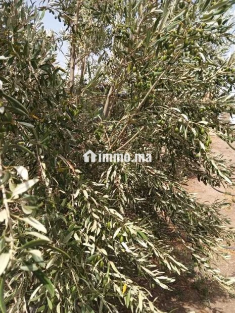 فيرمة صغيرة بها بئر و منزل و طاقة شمسية - Vente Immobilier - Youssoufia - photo 2