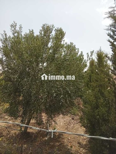 فيرمة صغيرة بها بئر و منزل و طاقة شمسية - Vente Immobilier - Youssoufia - photo 3