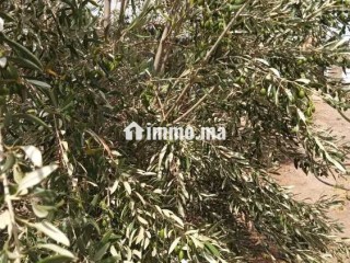 فيرمة صغيرة بها بئر و منزل و طاقة شمسية - Terrain à vendre - Youssoufia