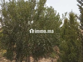 فيرمة صغيرة بها بئر و منزل و طاقة شمسية - Terrain à vendre - Youssoufia