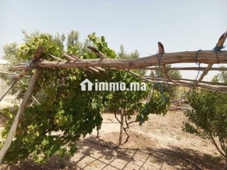 فيرمة صغيرة بها بئر و منزل و طاقة شمسية - Terrain à vendre - Youssoufia