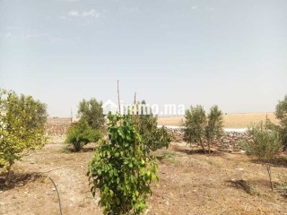 فيرمة صغيرة بها بئر و منزل و طاقة شمسية - Terrain à vendre - Youssoufia
