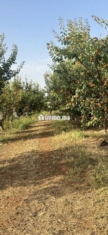 Ferme 5 hektar avendre - Vente Immobilier - Meknes - photo 1