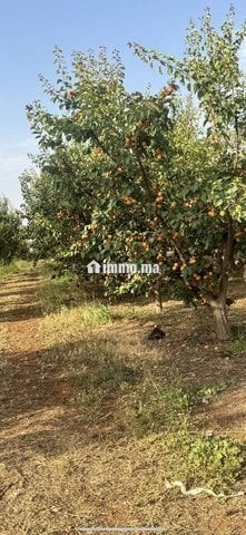 Ferme 5 hektar avendre - Vente Immobilier - Meknes - photo 2