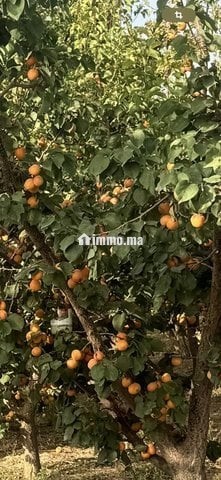 Ferme 5 hektar avendre - Vente Immobilier - Meknes - photo 3