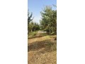 ferme-5-hektar-avendre-small-0