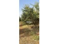 ferme-5-hektar-avendre-small-1