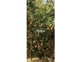 ferme-5-hektar-avendre-small-2