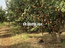 Ferme 5 hektar avendre - Terrain à vendre - Meknes