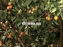 Ferme 5 hektar avendre - Terrain à vendre - Meknes