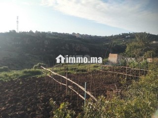 أرض للبيع عدلية طريق اشفار - Terrain à vendre - Tanger