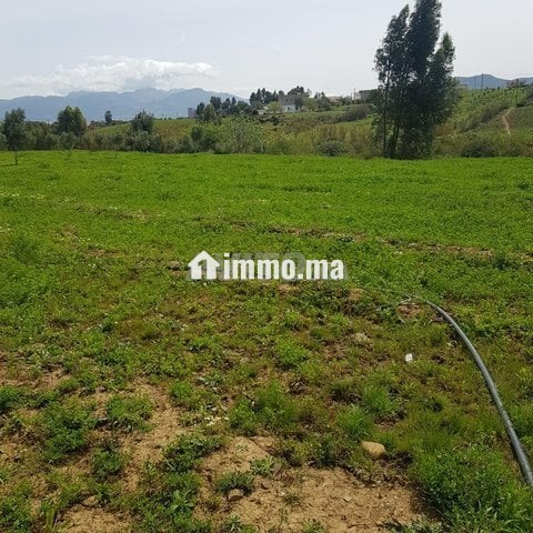 أرض محفظة للبيع - Vente Immobilier - Tetouan - photo 4