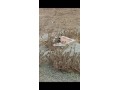 villa-titre-terrain-small-3
