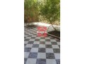somy-kaf-fyla-baltyras-llkraaa-alshhry-small-0