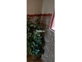 appartement-chari3e-ibno3ardone-small-9