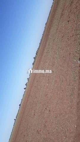 بقعة أرضية فلاحية - Vente Immobilier - Berrechid - photo 3