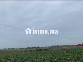 Terrain agricole 1,8 hectares – Oued Cherrat - Terrain à vendre