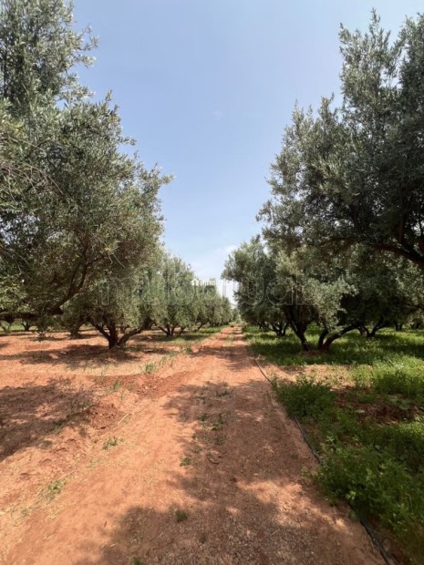 Ferme 2 hectares à vendre route de Fès Marrakech - Vente Immobilier - Marrakech - photo 3