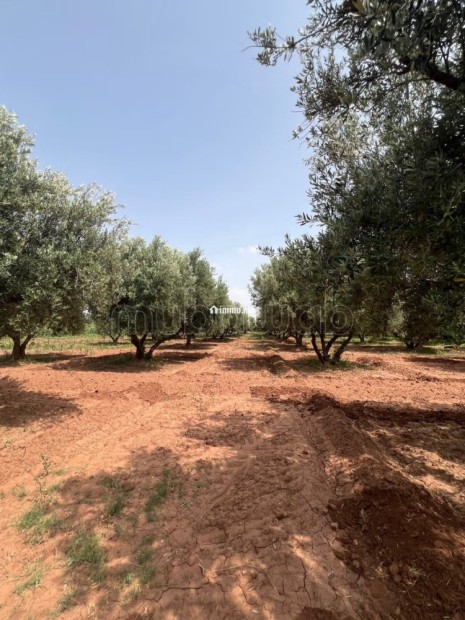 Ferme 2 hectares à vendre route de Fès Marrakech - Vente Immobilier - Marrakech - photo 5