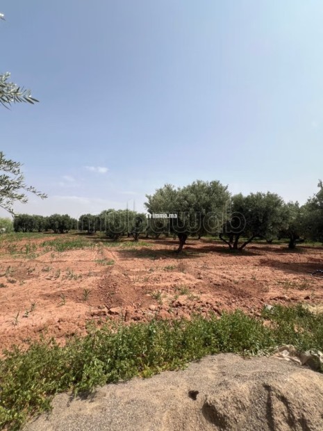 Ferme 2 hectares à vendre route de Fès Marrakech - Vente Immobilier - Marrakech - photo 7