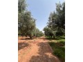 ferme-2-hectares-a-vendre-route-de-fes-marrakech-small-2