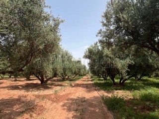 Ferme 2 hectares à vendre route de Fès Marrakech - Maison à vendre - Marrakech