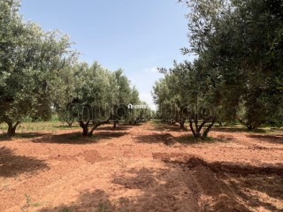 Ferme 2 hectares à vendre route de Fès Marrakech - Maison à vendre - Marrakech