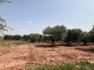 Ferme 2 hectares à vendre route de Fès Marrakech - Maison à vendre - Marrakech