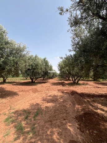 ferme-2-hectares-a-vendre-route-de-fes-marrakech-big-4