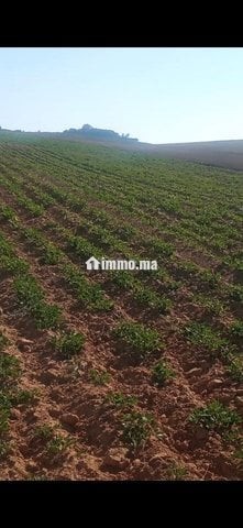 4 هكتار فلاحية محفظة همزة - Vente Immobilier - Larache - photo 3