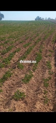4 هكتار فلاحية محفظة همزة - Vente Immobilier - Larache - photo 4