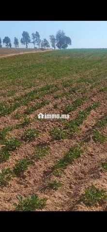 4 هكتار فلاحية محفظة همزة - Vente Immobilier - Larache - photo 5