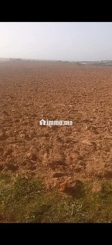 4 هكتار فلاحية محفظة همزة - Vente Immobilier - Larache - photo 6