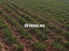 4 هكتار فلاحية محفظة همزة - Terrain à vendre - Larache