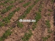 4 هكتار فلاحية محفظة همزة - Terrain à vendre - Larache