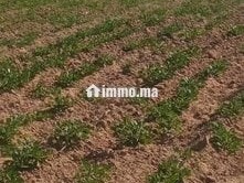 4 هكتار فلاحية محفظة همزة - Terrain à vendre - Larache