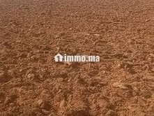 4 هكتار فلاحية محفظة همزة - Terrain à vendre - Larache