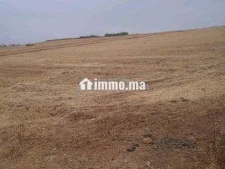 4 هكتار فلاحية محفظة همزة - Terrain à vendre - Larache